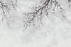 Large Blossom Tree Wallpaper, Gray Chinoiserie Nature Flowers Wall Mural, Custom Size Wall Covering, Non - Woven, Non - Pasted, Removable, Washable, Floral Art - Adawall Wallpaper - Registered Trade Accounts Only, Wallpaper Wholesale Account - FJ302-3 - Adawall Wholesale - Wallpaper Wholesaler