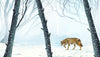 Winter Forest Wallpaper, Wolf Mural, Oversized Custom Size Wall Art, Non - Woven, Non - Adhesive, Modern Wall Paper, Removable - Adawall Wallpaper - Registered Trade Accounts Only, Wallpaper Wholesale Account - W78161 - Adawall Wholesale - Wallpaper Wholesaler