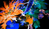 Beautiful Flowers Wallpaper, Black Background Mural, Oversized Custom Size Wall Art, Non - Woven, Non - Adhesive, Modern Wall Paper, Removable - Adawall Wallpaper - Registered Trade Accounts Only, Wallpaper Wholesale Account - W77602 - Adawall Wholesale - Wallpaper Wholesaler