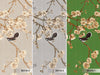 Chinoiserie Birds Floral Wall Mural, Green Flowers Blossom Wallpaper, Large, Oversized Elegant Custom Size Wall Art, Non-Woven, Non-Pasted, Modern - Walloro High End Wallcoverings & More