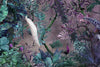 Purple Chinoiserie Peacock Floral Tropical Custom Wallpaper, Birds Wall Mural, Non - woven Non - Adhesive Wall Paper, Luxury, Large, Removable Washable Large Wall Art - Adawall Wallpaper - Registered Trade Accounts Only, Wallpaper Wholesale Account - A301-2 - Adawall Wholesale - Wallpaper Wholesaler