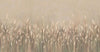 Swaying Wheat Field Wall Mural, Yellow Windy Wheat Wallpaper, Large Nature Custom Size Wall Covering, Non - Woven, Non - Pasted, Removable, Washable - Adawall Wallpaper - Registered Trade Accounts Only, Wallpaper Wholesale Account - SE302-1 - Adawall Wholesale - Wallpaper Wholesaler